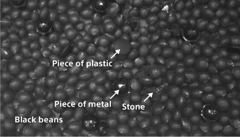Detecting_contaminants_in_food Under visible light