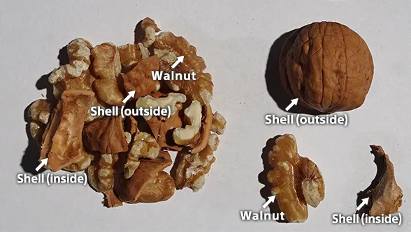 Walnut_shells_with_standard_color_camera