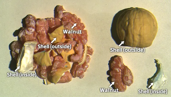 Walnut_shells_with_SWIR